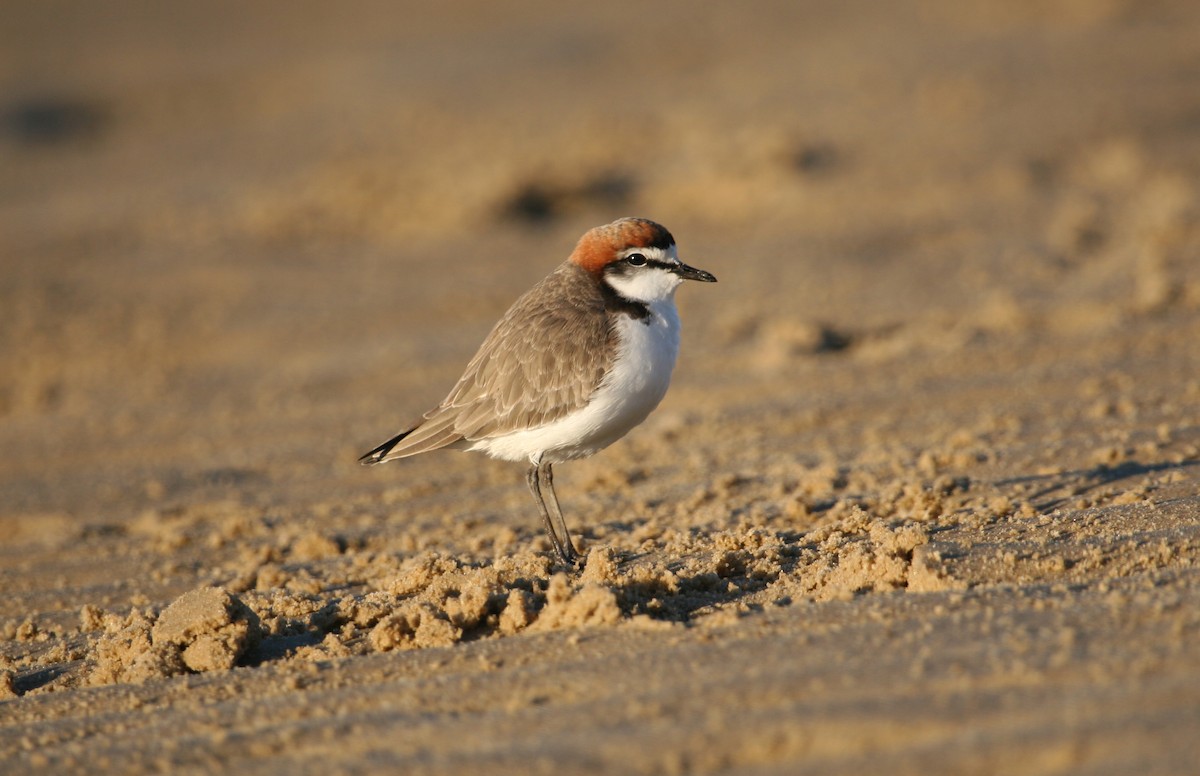Red-capped Plover - ML608508733