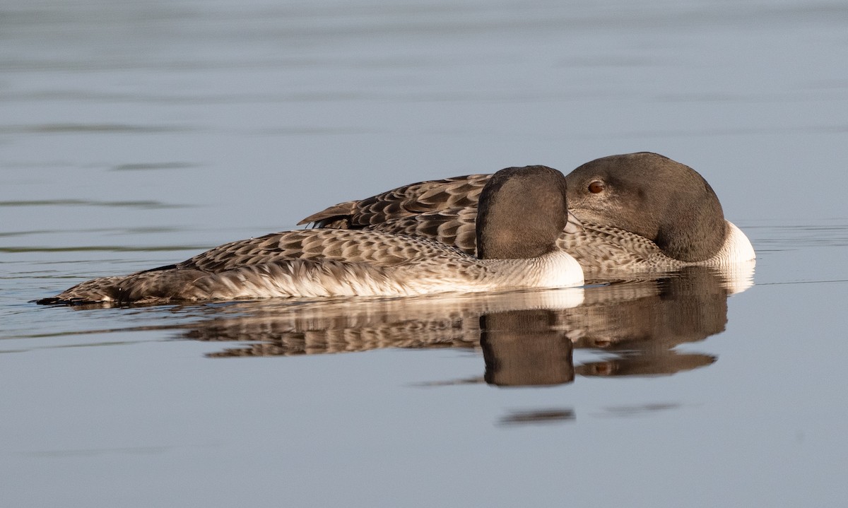 Common Loon - Annie Lavoie