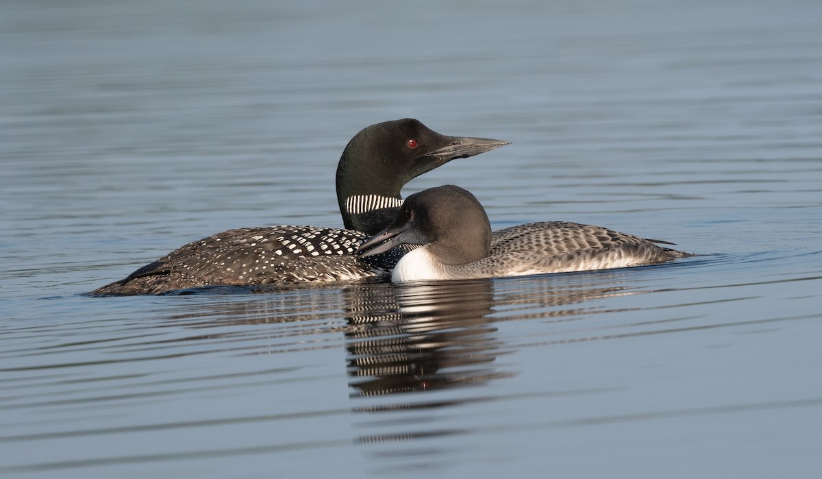 Common Loon - Annie Lavoie