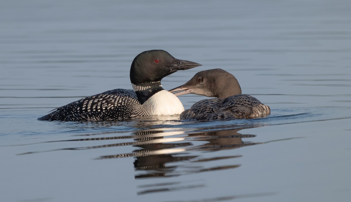 Common Loon - Annie Lavoie