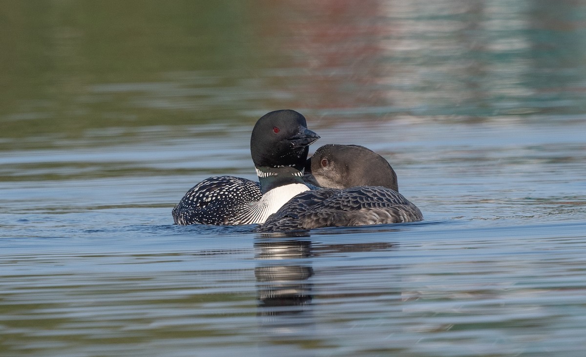 Plongeon huard - ML608509178