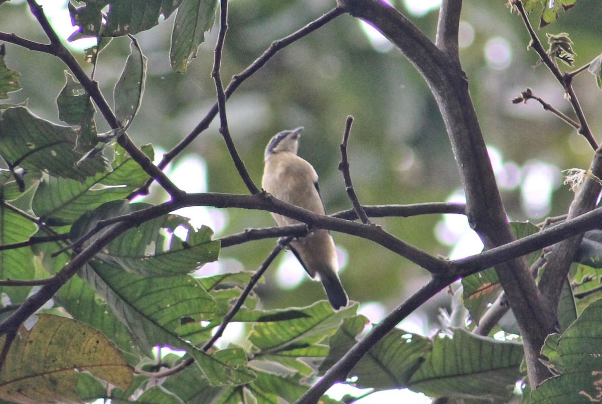 Fawn-breasted Tanager - ML608509224