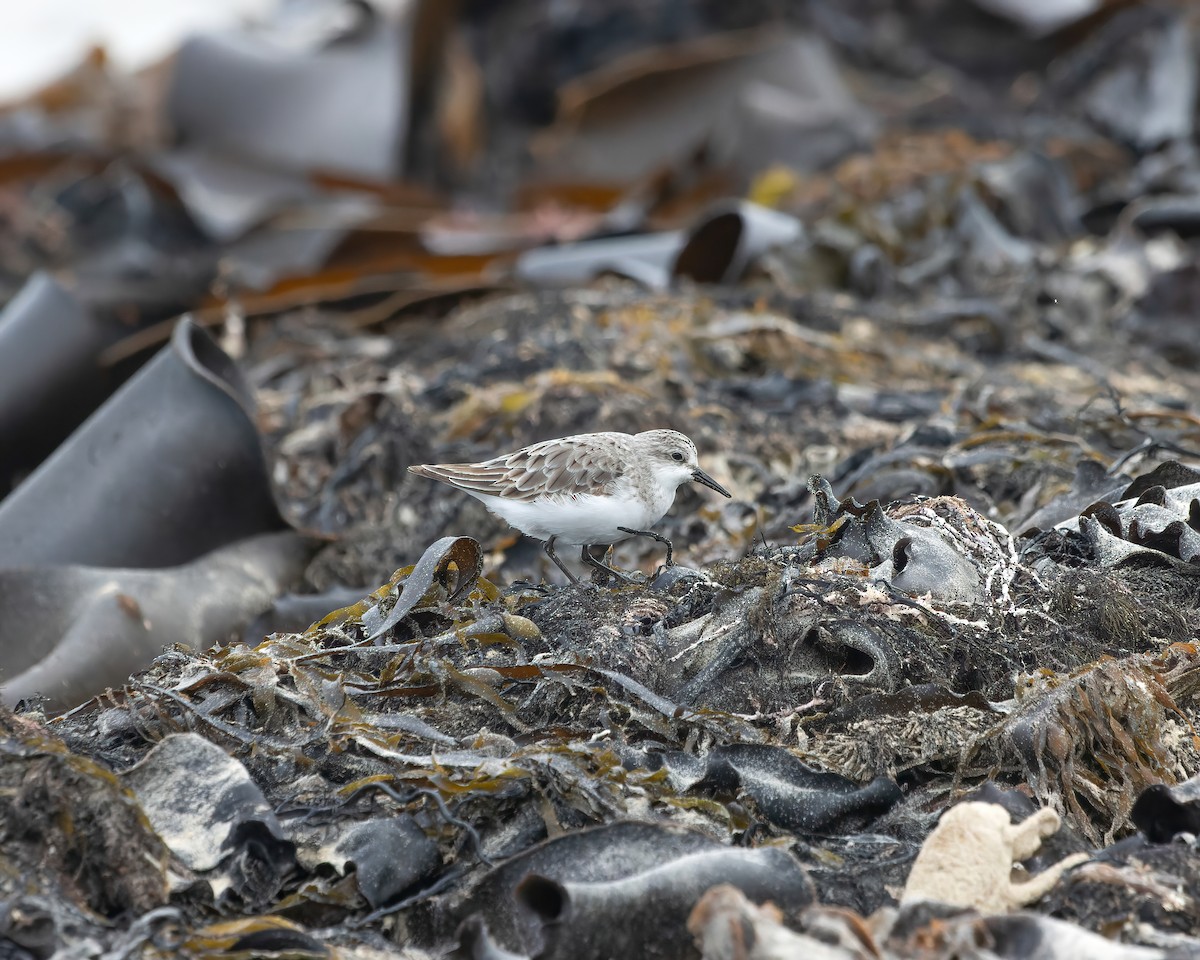 Rotkehl-Strandläufer - ML608509229