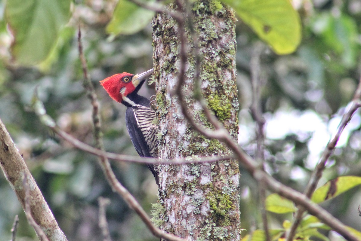 Crimson-crested Woodpecker - ML608509235