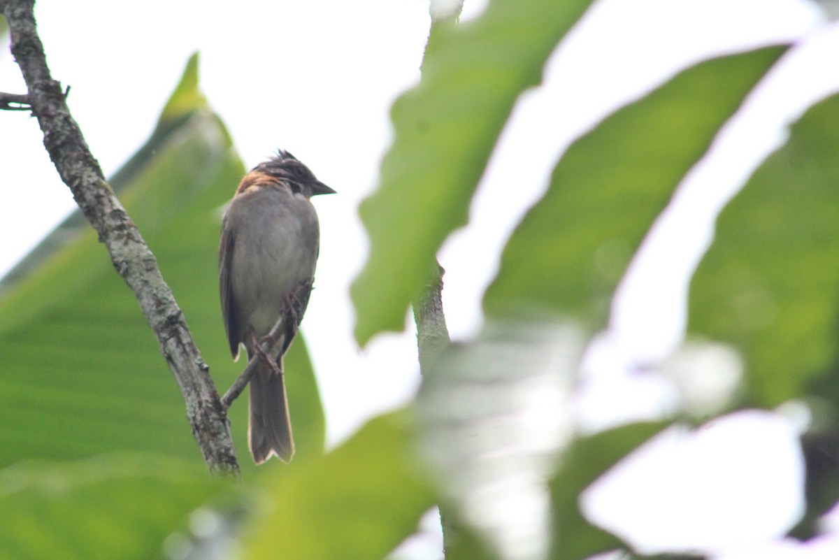 Rufous-collared Sparrow - ML608509248