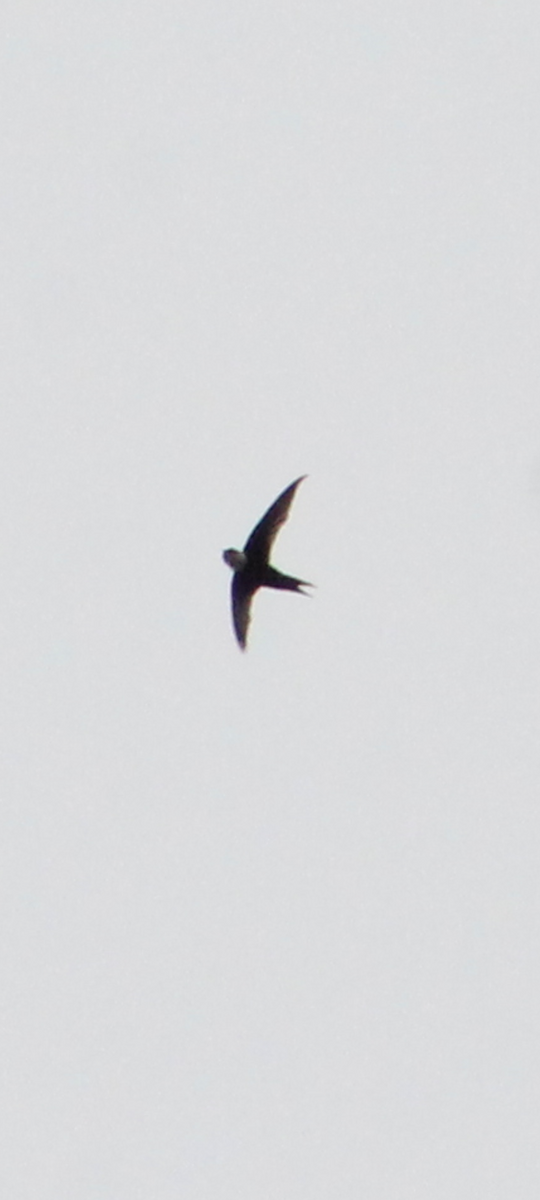 Lesser Swallow-tailed Swift - ML608509254