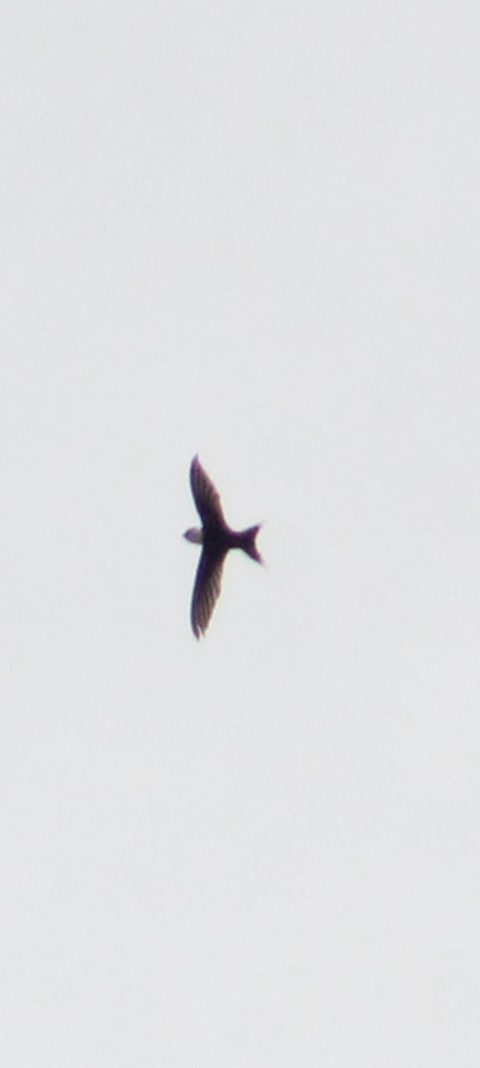 Lesser Swallow-tailed Swift - ML608509256