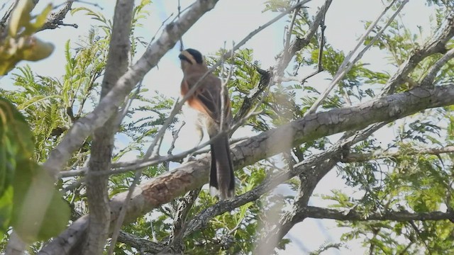 Black-crowned Tchagra - ML608509258