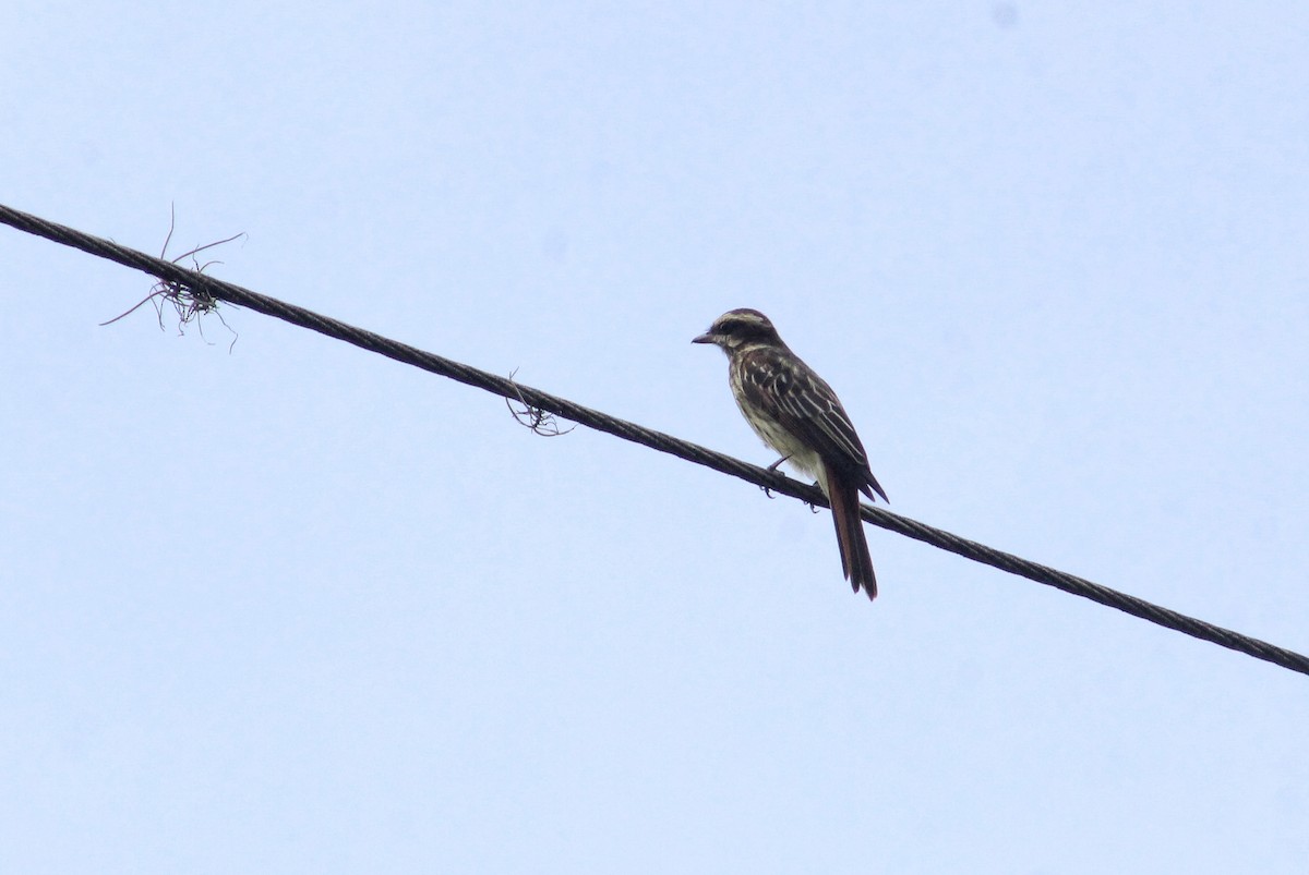 Variegated Flycatcher - ML608509261