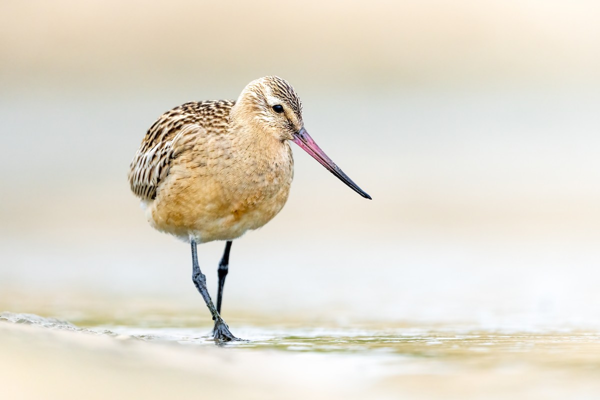 Bar-tailed Godwit - ML608509314