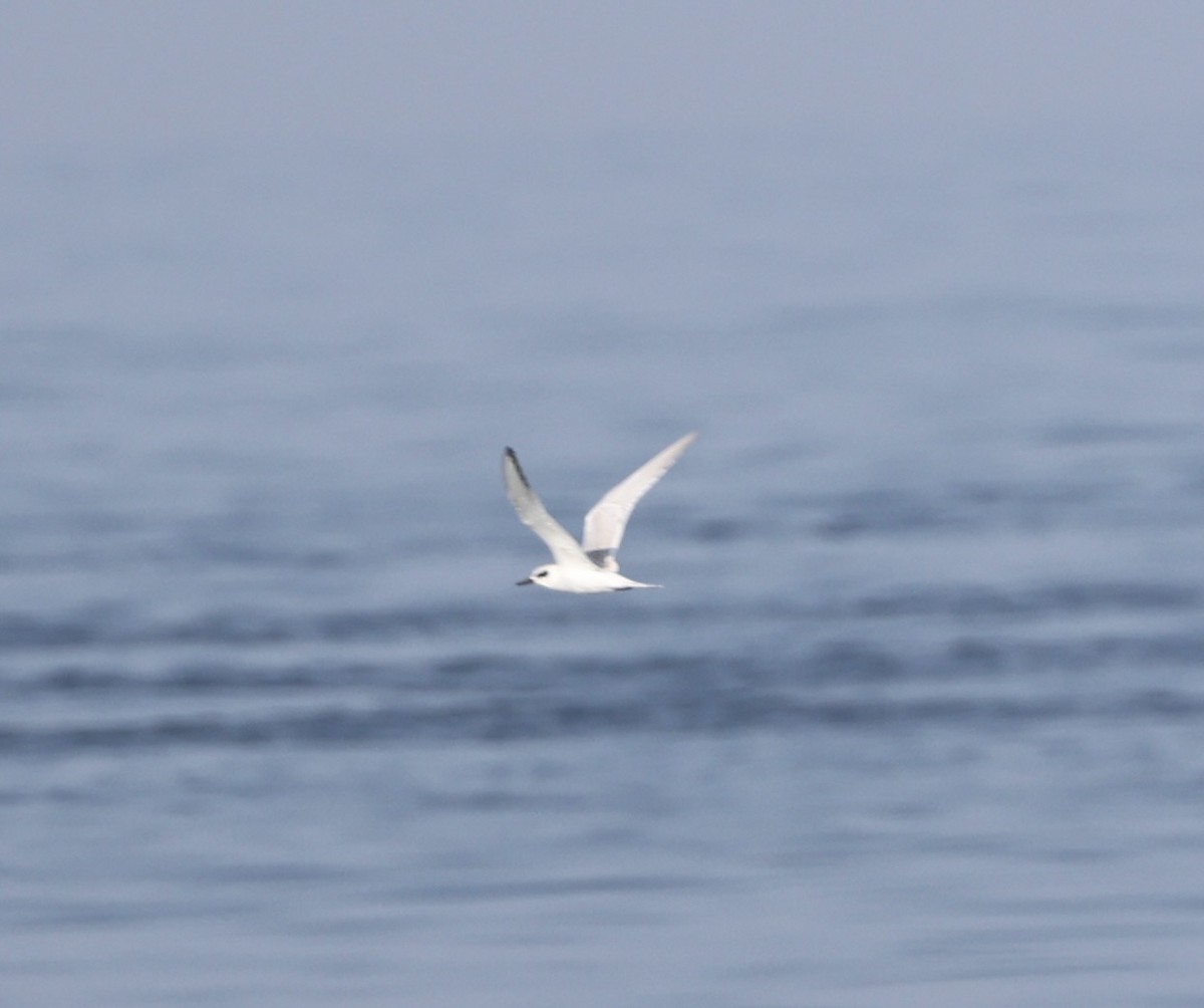 Forster's Tern - ML608509426