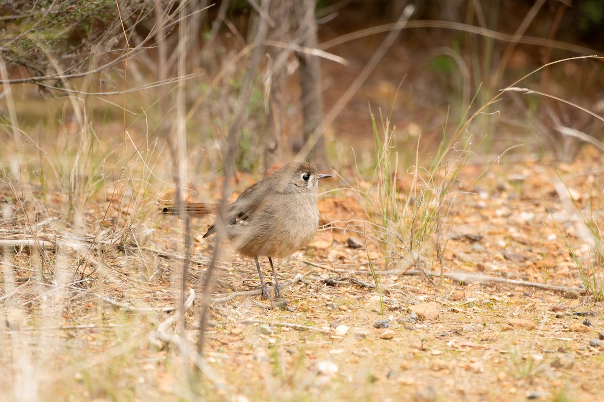 Southern Scrub-Robin - ML608509442