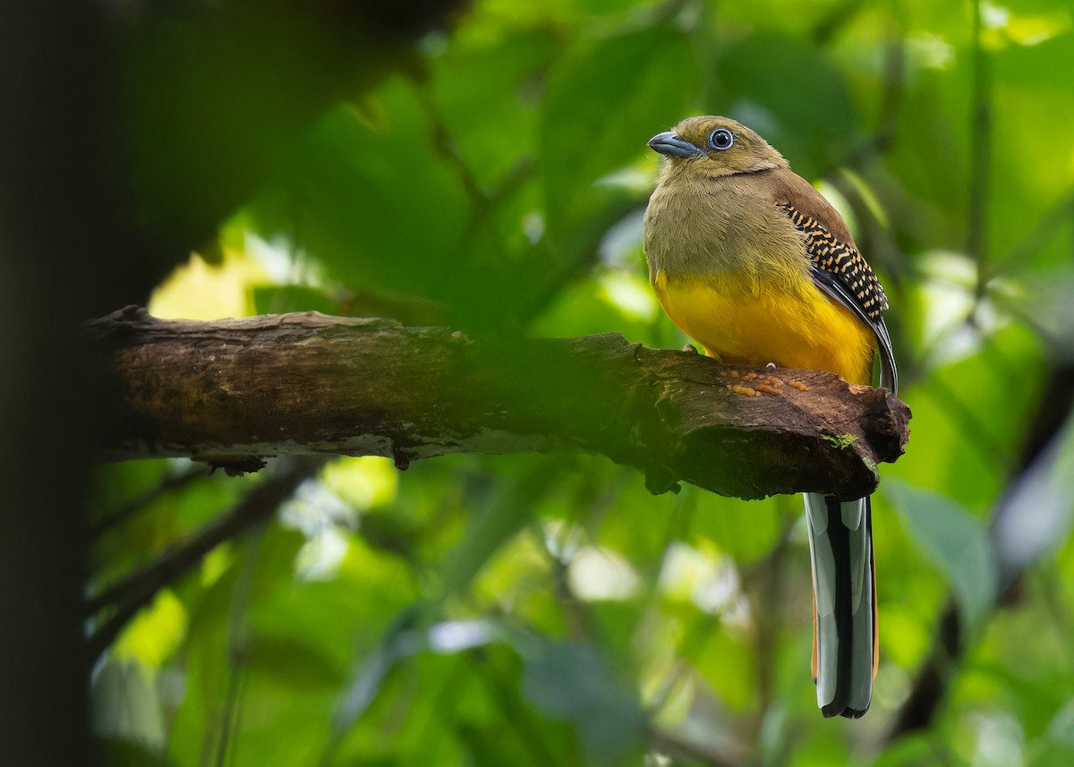 Orange-breasted Trogon (Spice) - Ayuwat Jearwattanakanok