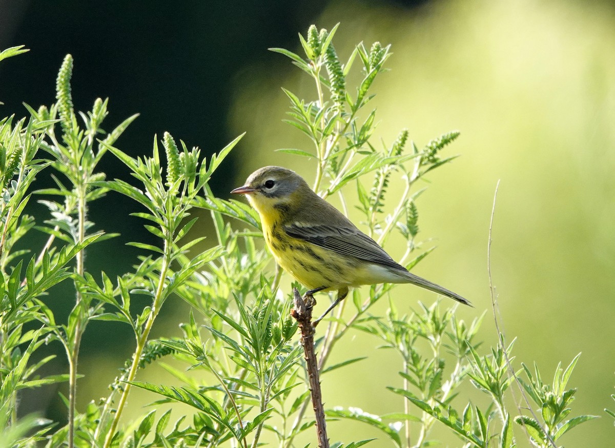 Prairie Warbler - ML608509547