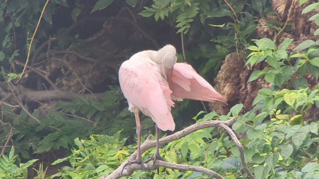 Roseate Spoonbill - ML608509550