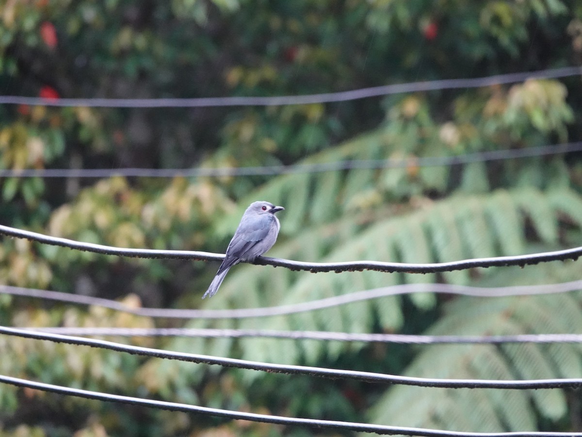 Ashy Drongo (Bornean) - ML608509697