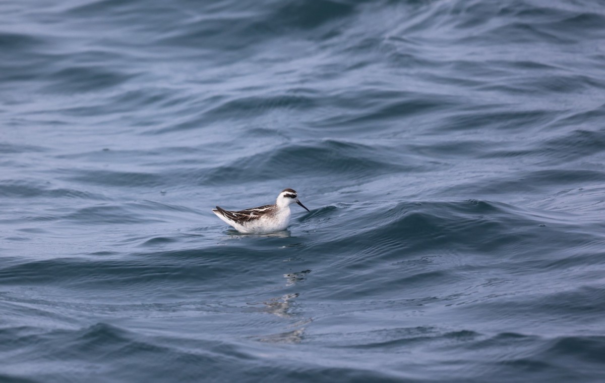 Phalarope à bec étroit - ML608509733