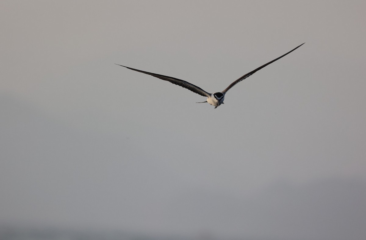 Bridled Tern - James Conder