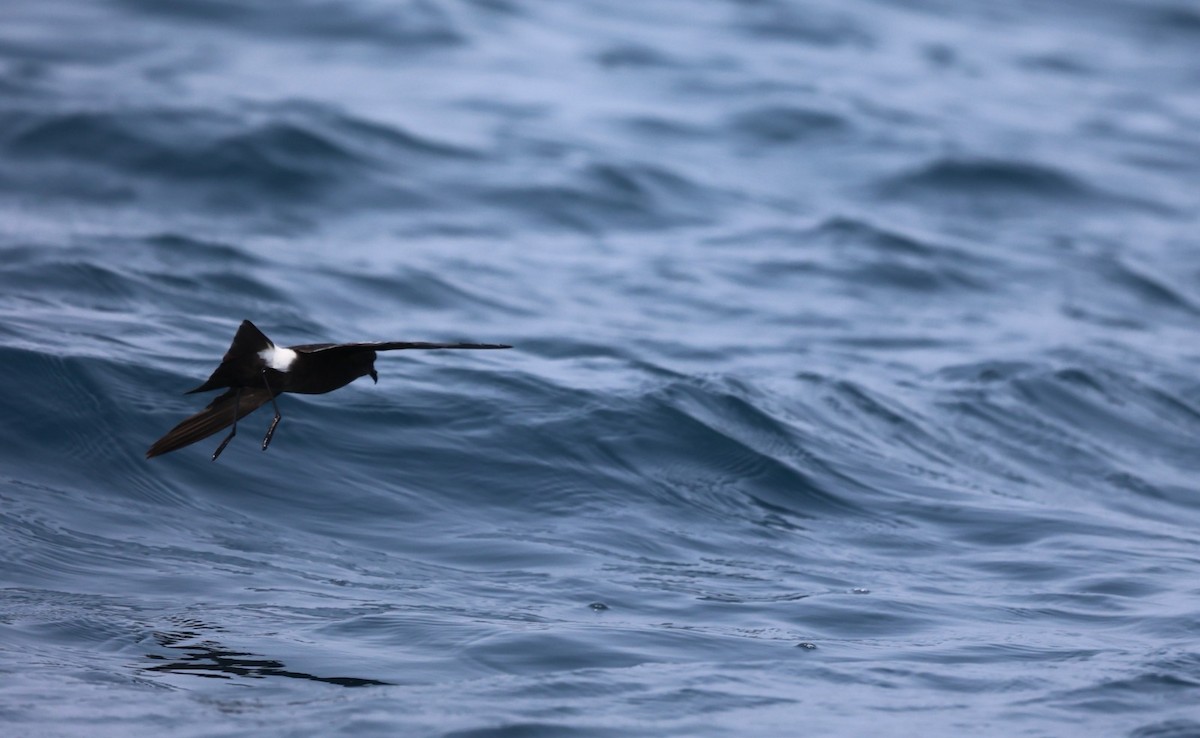 Wilson's Storm-Petrel - ML608509738