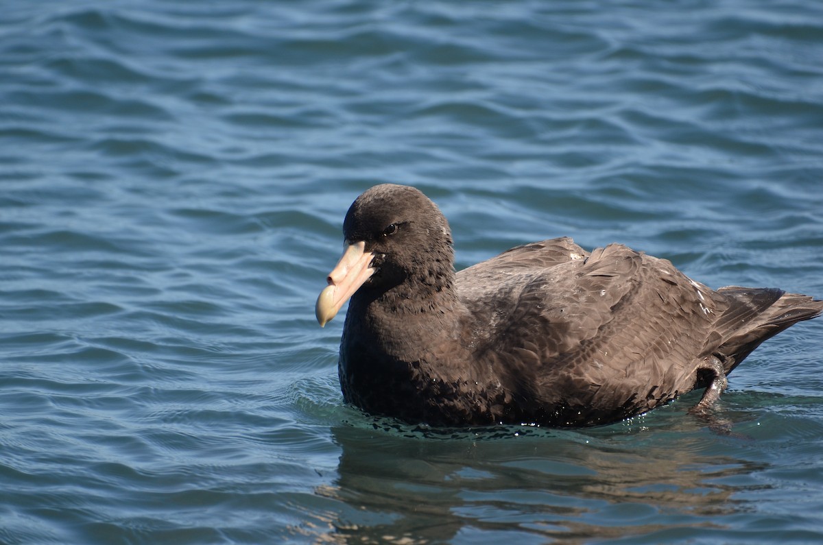 Southern/Northern Giant-Petrel - ML608509739