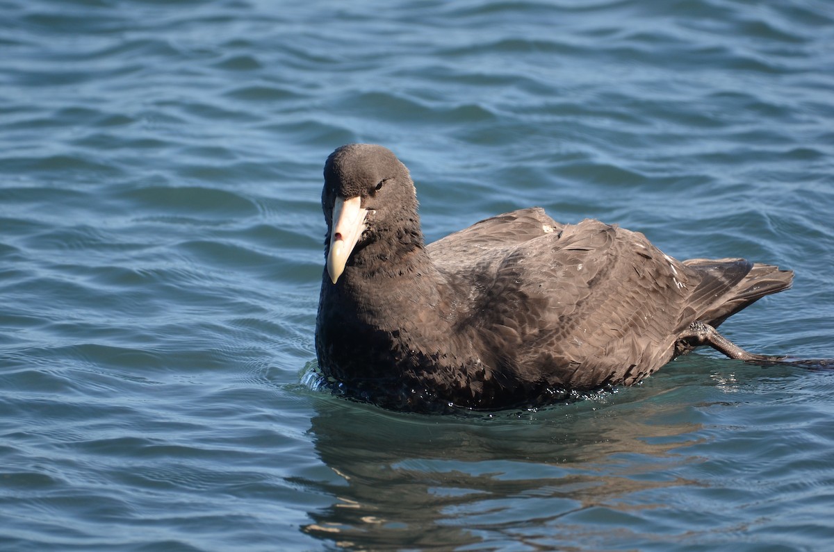Southern/Northern Giant-Petrel - ML608509740