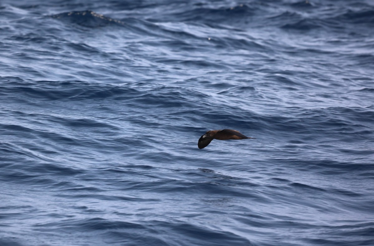 Jouanin's Petrel - ML608509741