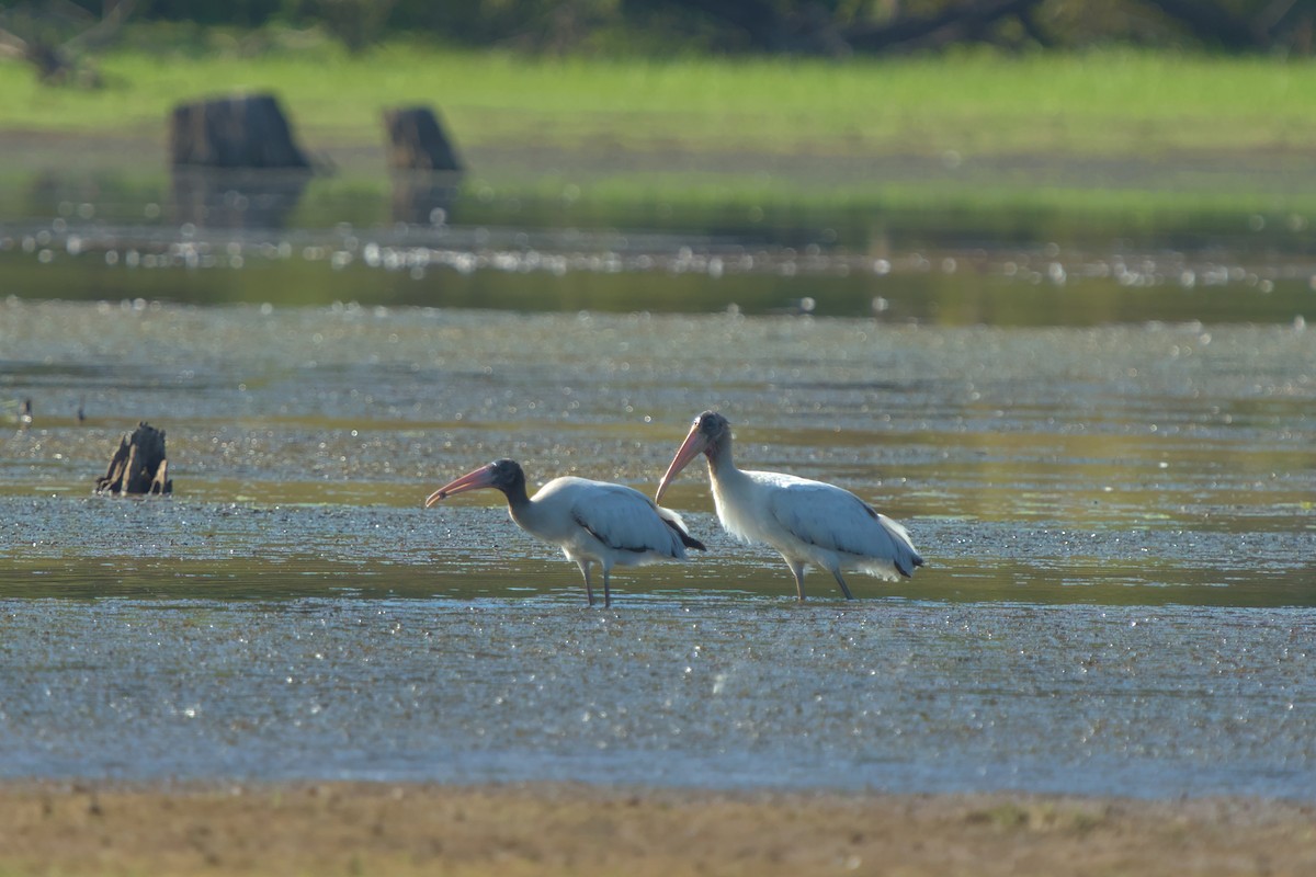 Wood Stork - ML608509775