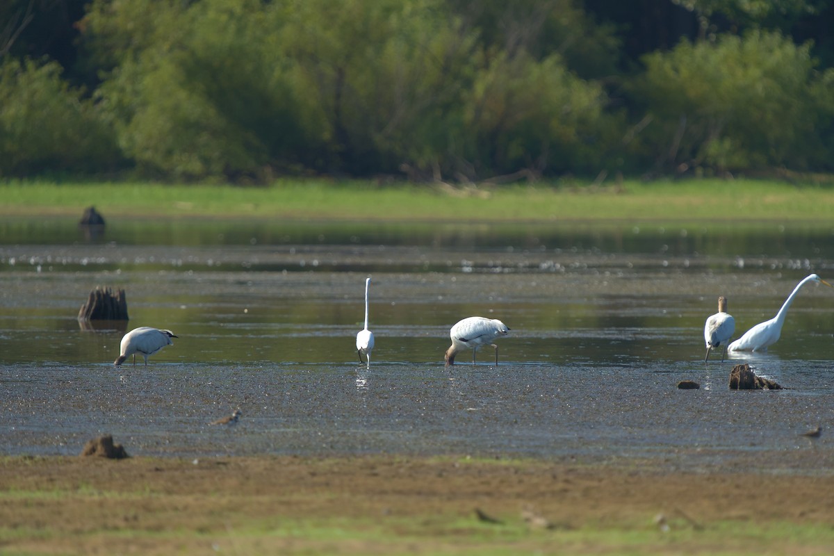 Wood Stork - ML608509776