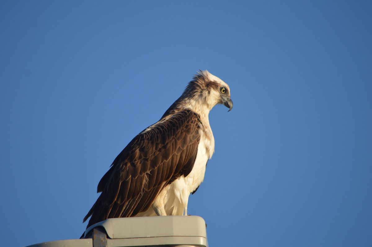 Águila Pescadora - ML608509803