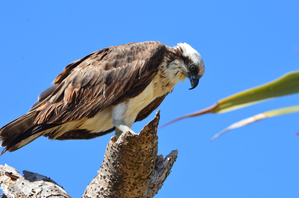 Águila Pescadora - ML608509814