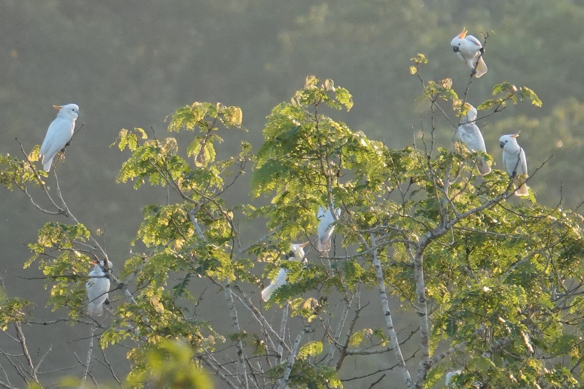 Citron-crested Cockatoo - Steve Kornfeld