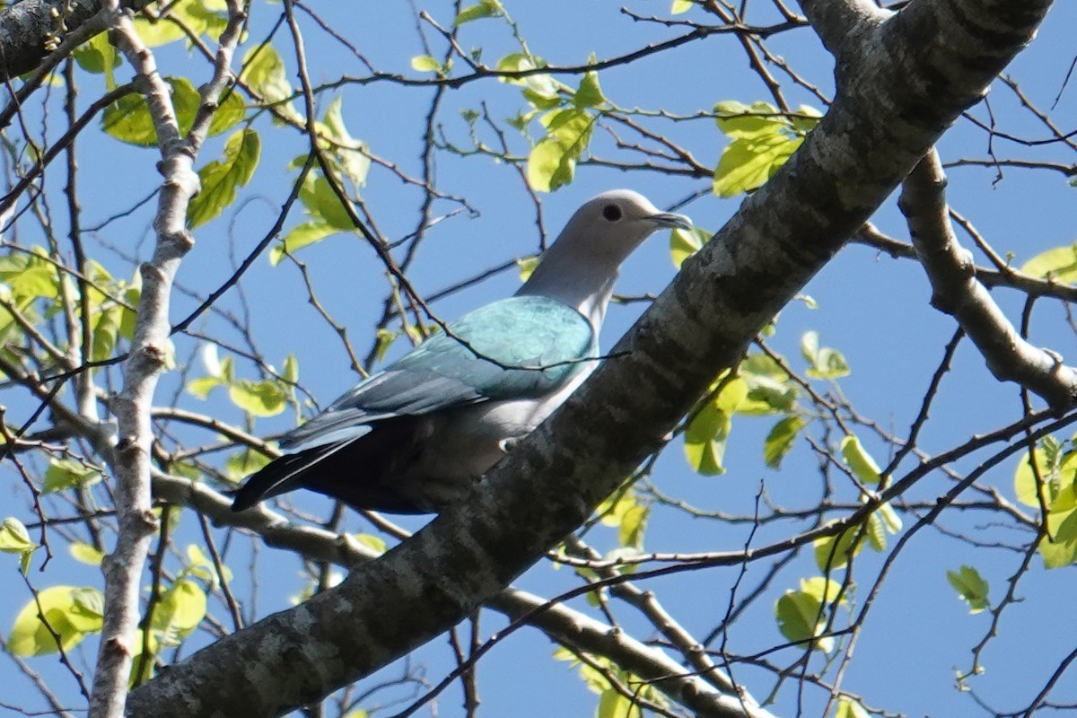 Green Imperial-Pigeon (Green) - Steve Kornfeld