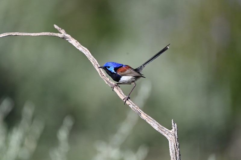 Purple-backed Fairywren - Neil Boness