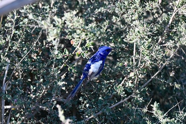 White-winged Fairywren - Neil Boness