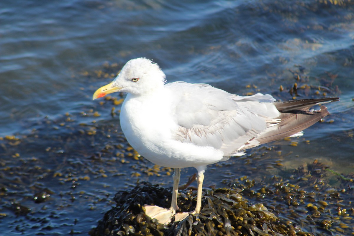 Yellow-legged Gull - ML608509892