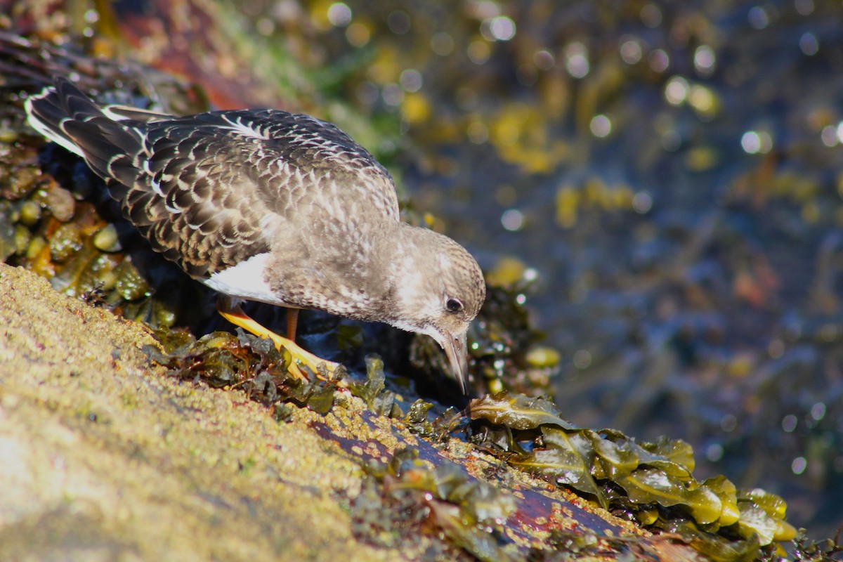 Ruddy Turnstone - ML608509905