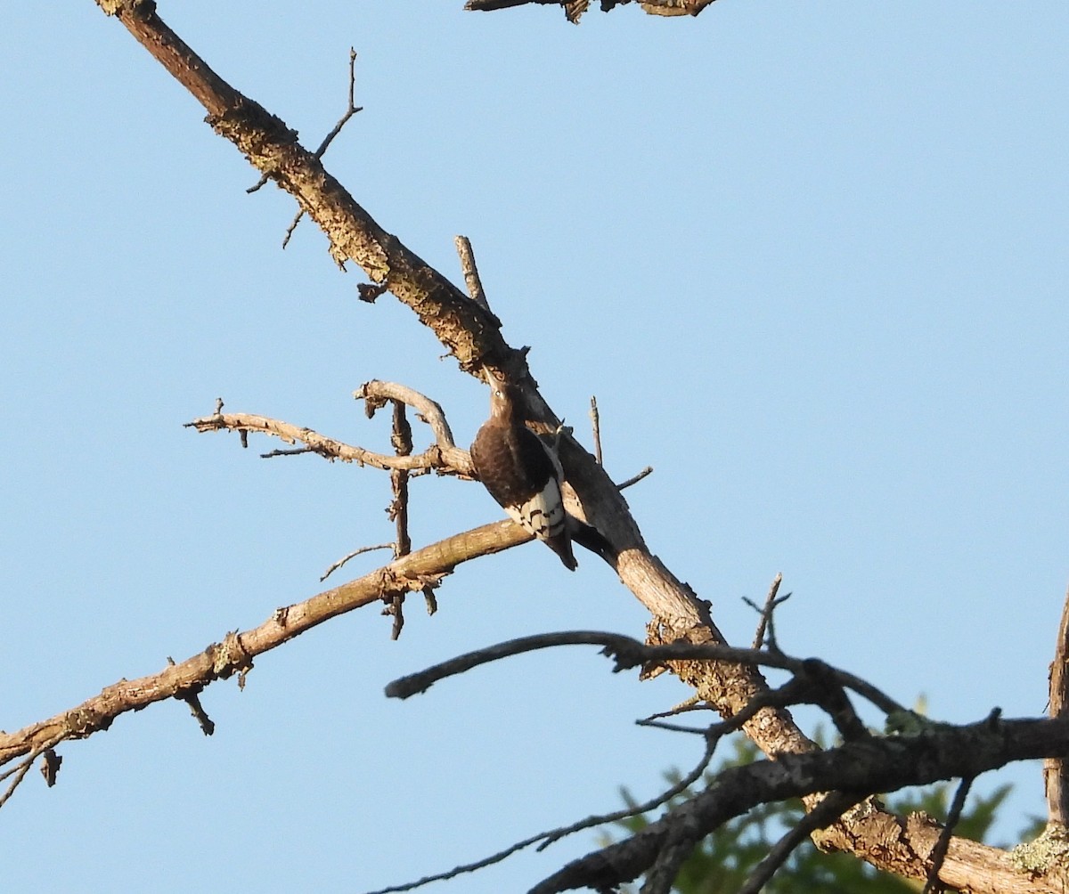 Red-headed Woodpecker - ML608510047