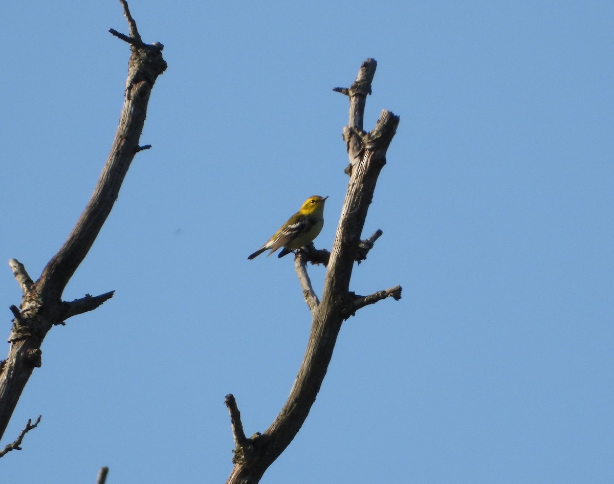 Black-throated Green Warbler - ML608510052