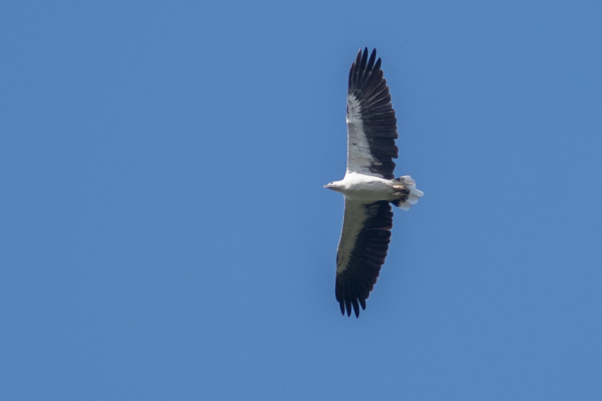 White-bellied Sea-Eagle - ML608510062