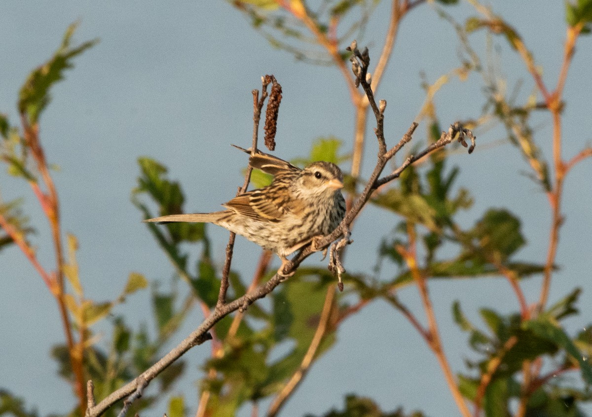 Chipping Sparrow - ML608510108