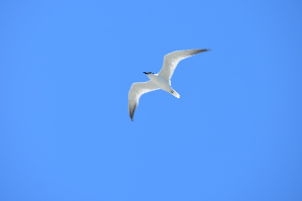 Australian Tern - ML608510131