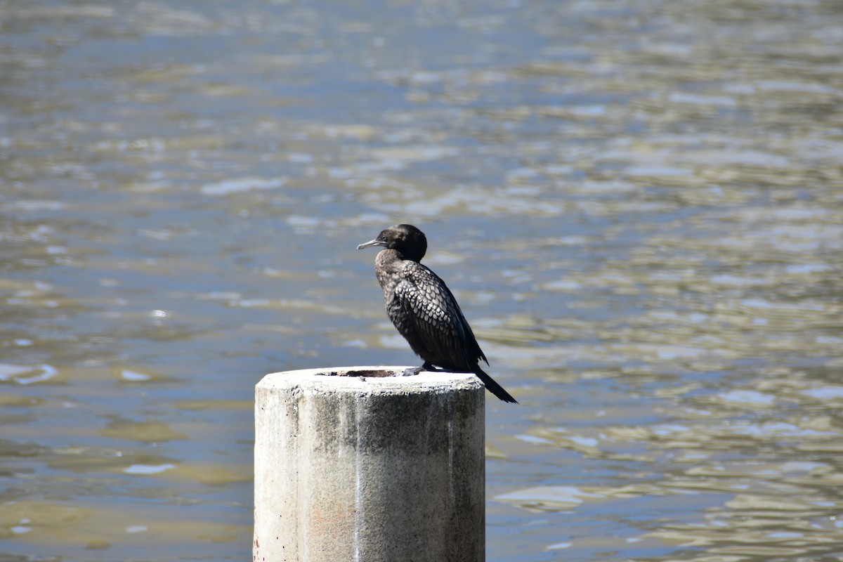 Little Black Cormorant - ML608510166