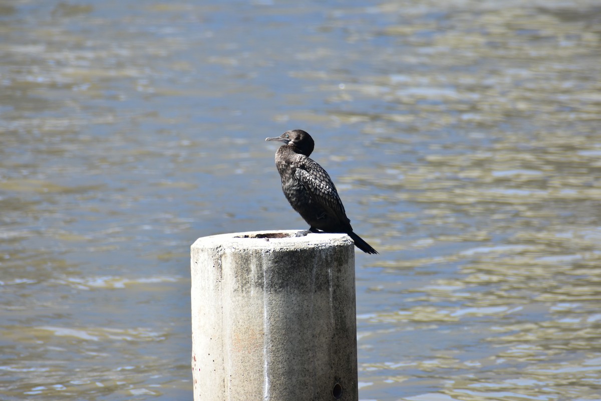 Little Black Cormorant - ML608510167