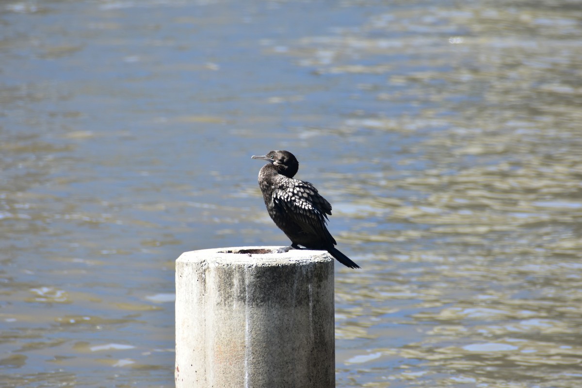Little Black Cormorant - ML608510169