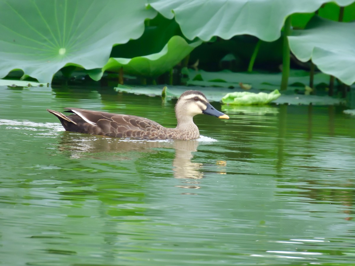 Eastern Spot-billed Duck - Yawei Zhang