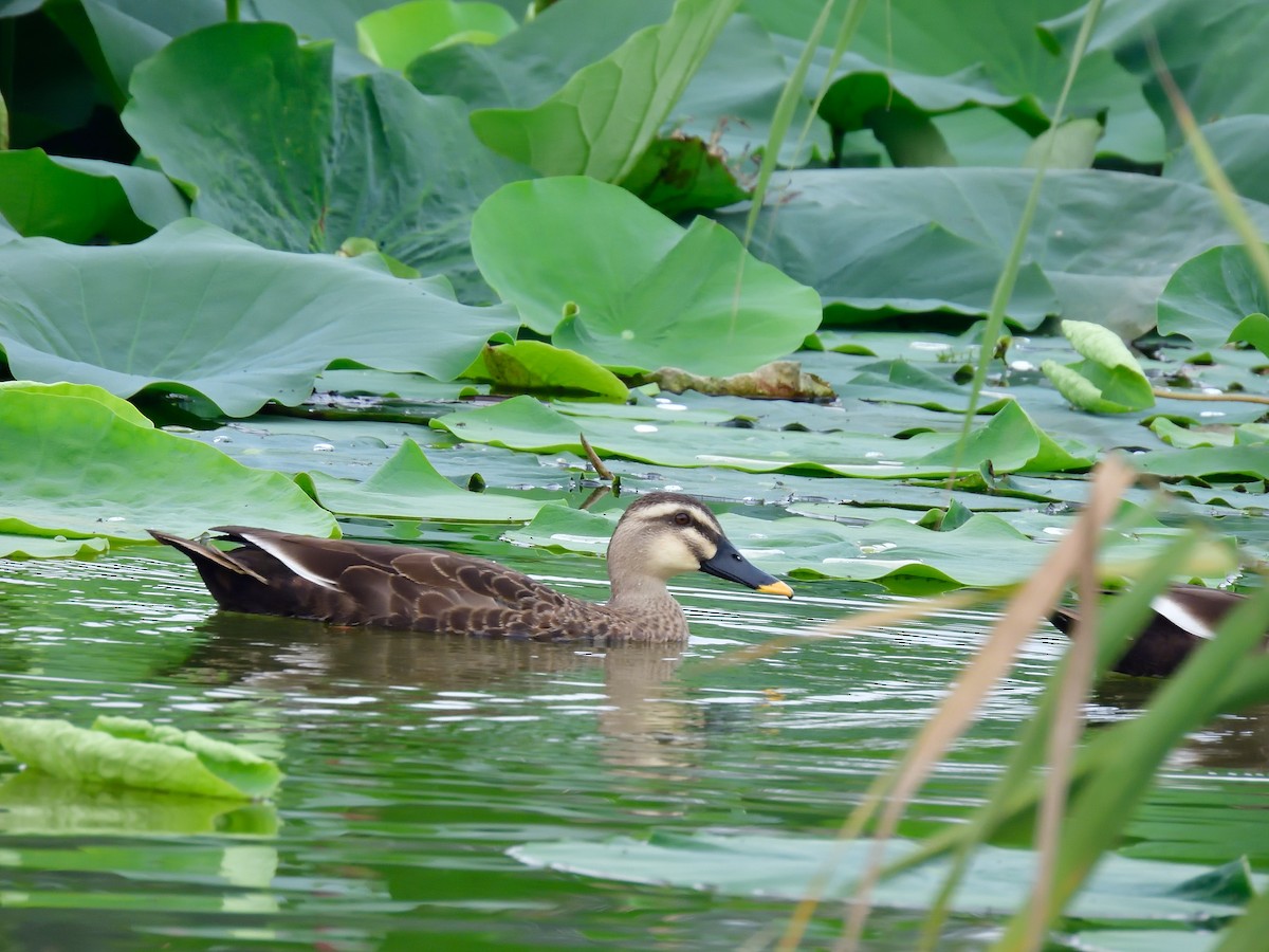 Eastern Spot-billed Duck - ML608510171