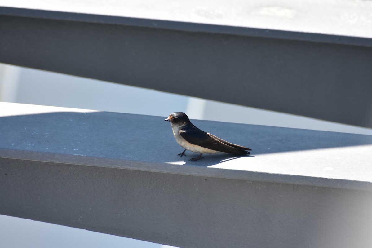 Golondrina Arborícola - ML608510203