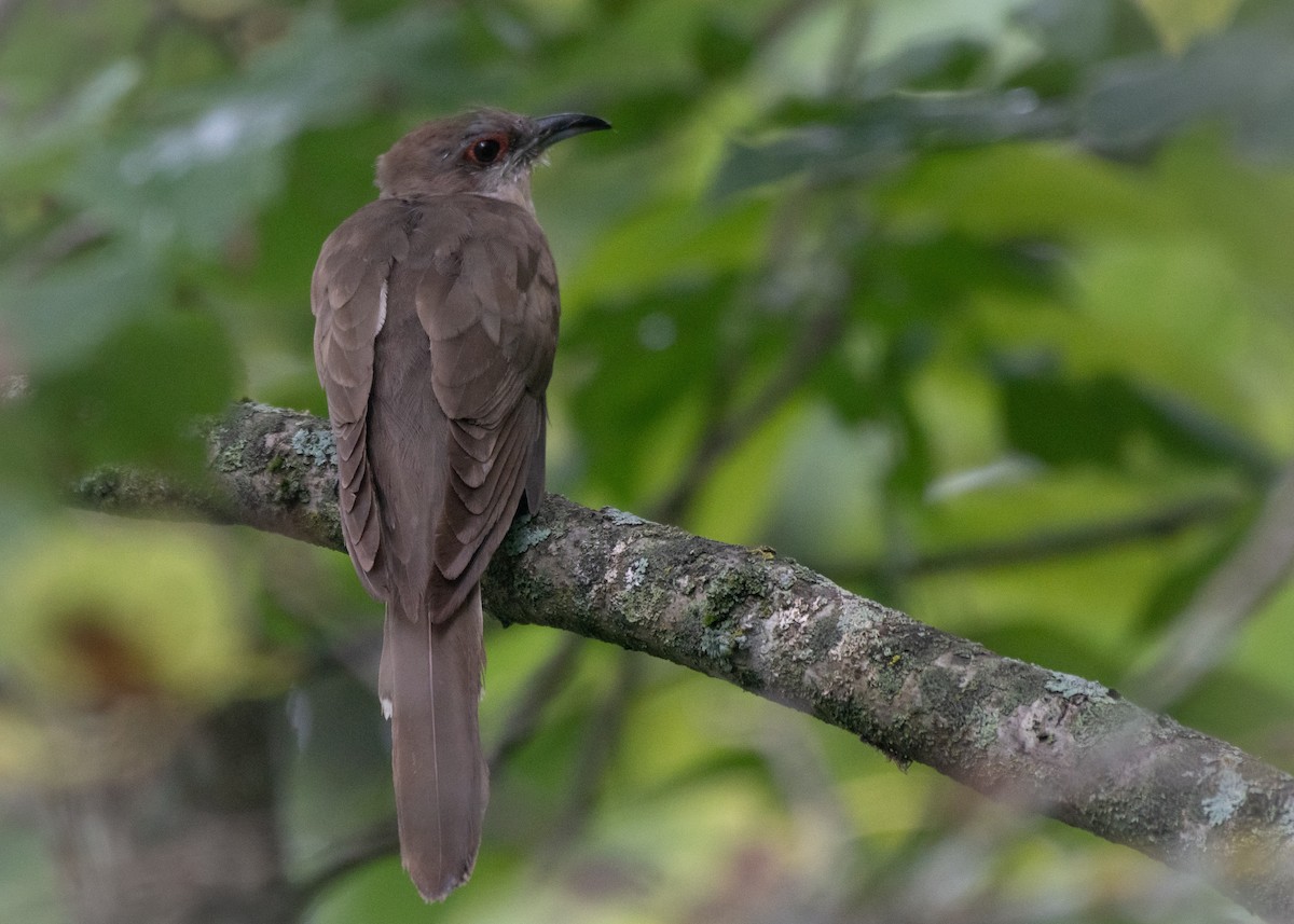 Black-billed Cuckoo - Jake Nafziger