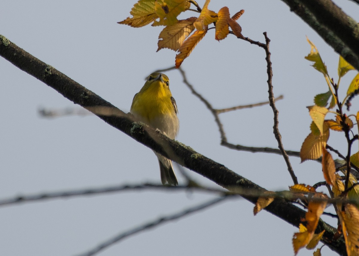 Yellow-throated Vireo - ML608510233