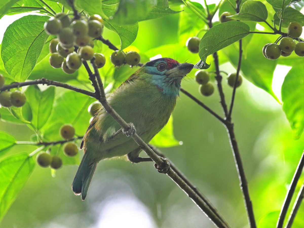 Barbudo Gorjiazul Común - ML608510275